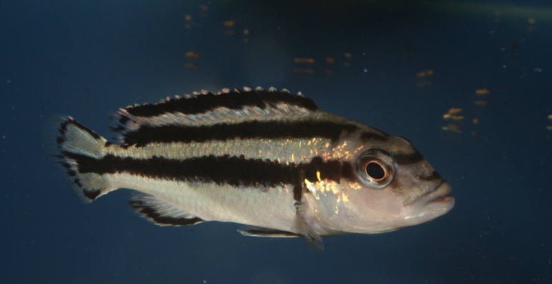 Melanochromis loriae